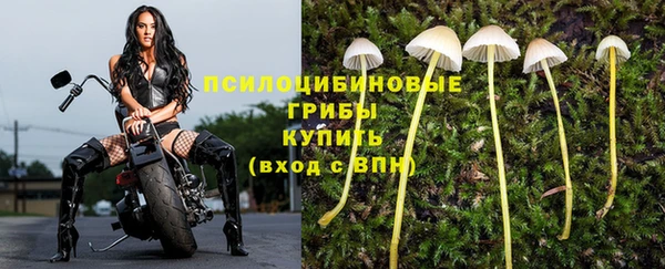 прущие грибы Михайловск